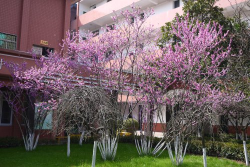 紫荊